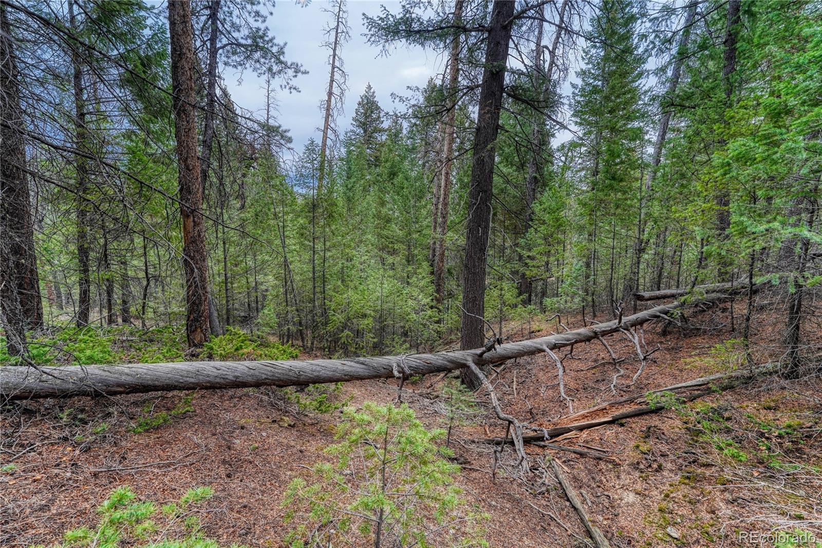 33864 Bergen View Trail Evergreen, CO 80439 - Photo 14 of 17 a view of a yard with a tree