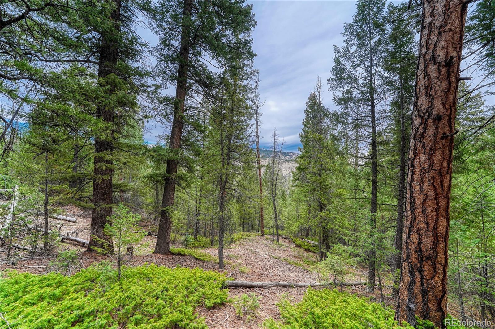 33864 Bergen View Trail Evergreen, CO 80439 - Photo 15 of 17 a view of a forest