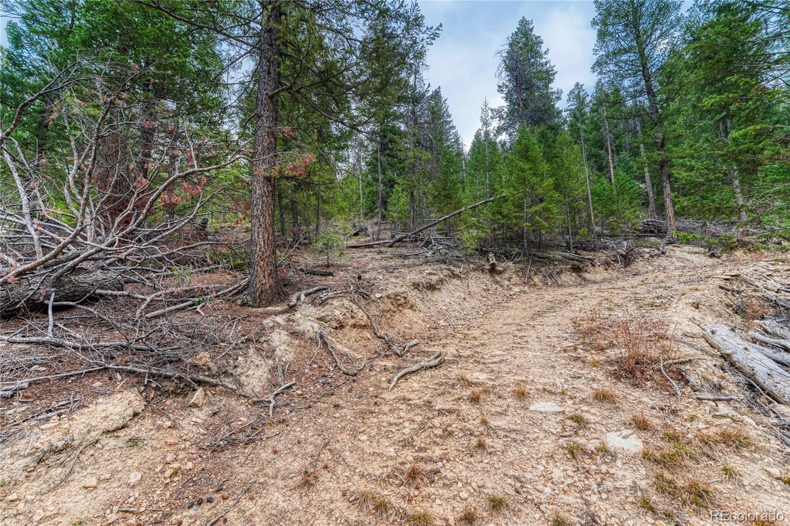 33864 Bergen View Trail Evergreen, CO 80439 - Photo 8 of 17 a view of a yard with plants and trees