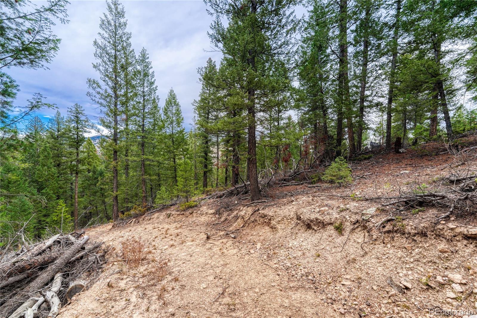 33864 Bergen View Trail Evergreen, CO 80439 - Photo 9 of 17 a view of a forest with trees