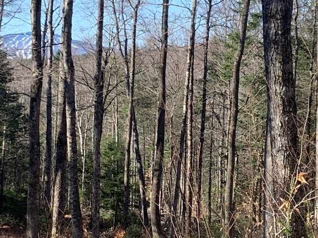 32 Old County Road East Landgrove, VT 05148 - Photo 1 of 32
