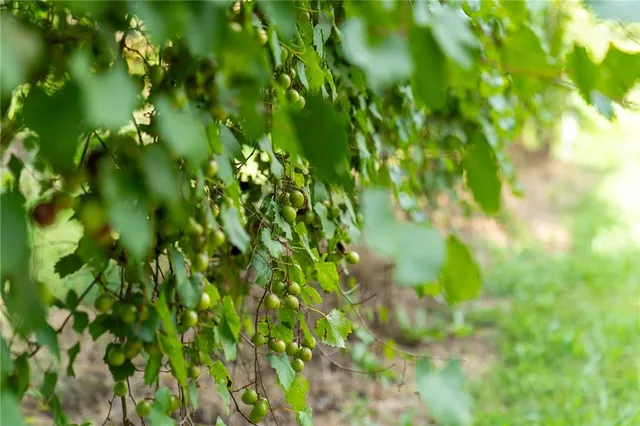 a view of outdoor space yard and patio