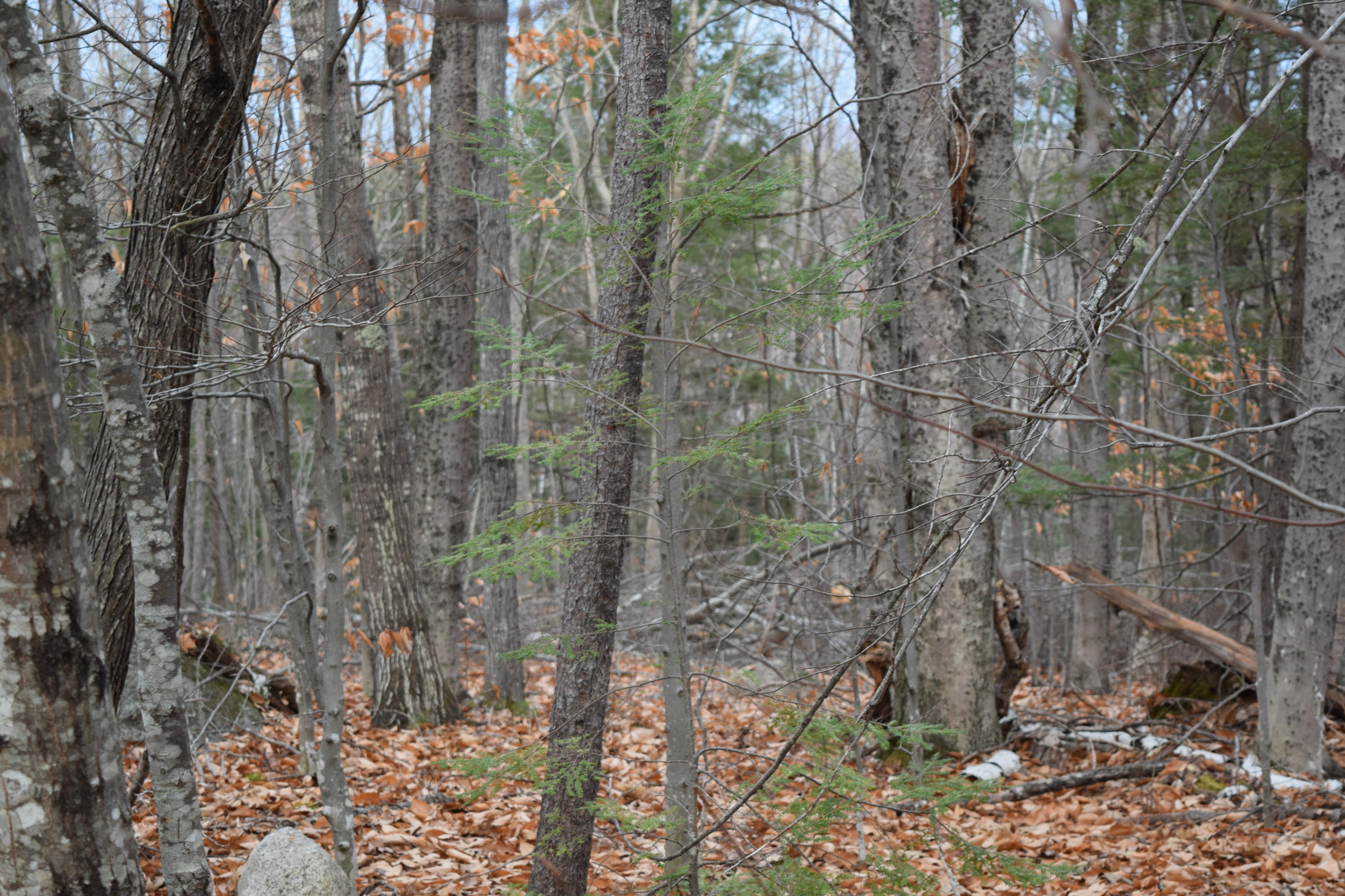 0 Highland Park Road Fryeburg, ME 04037 - Photo 28 of 31 DSC_0006