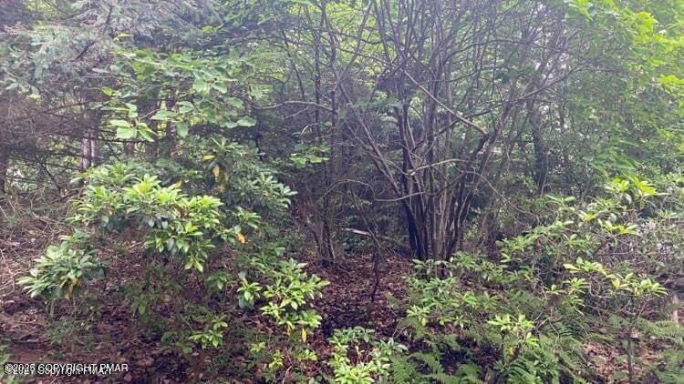 a view of flowers in middle of garden