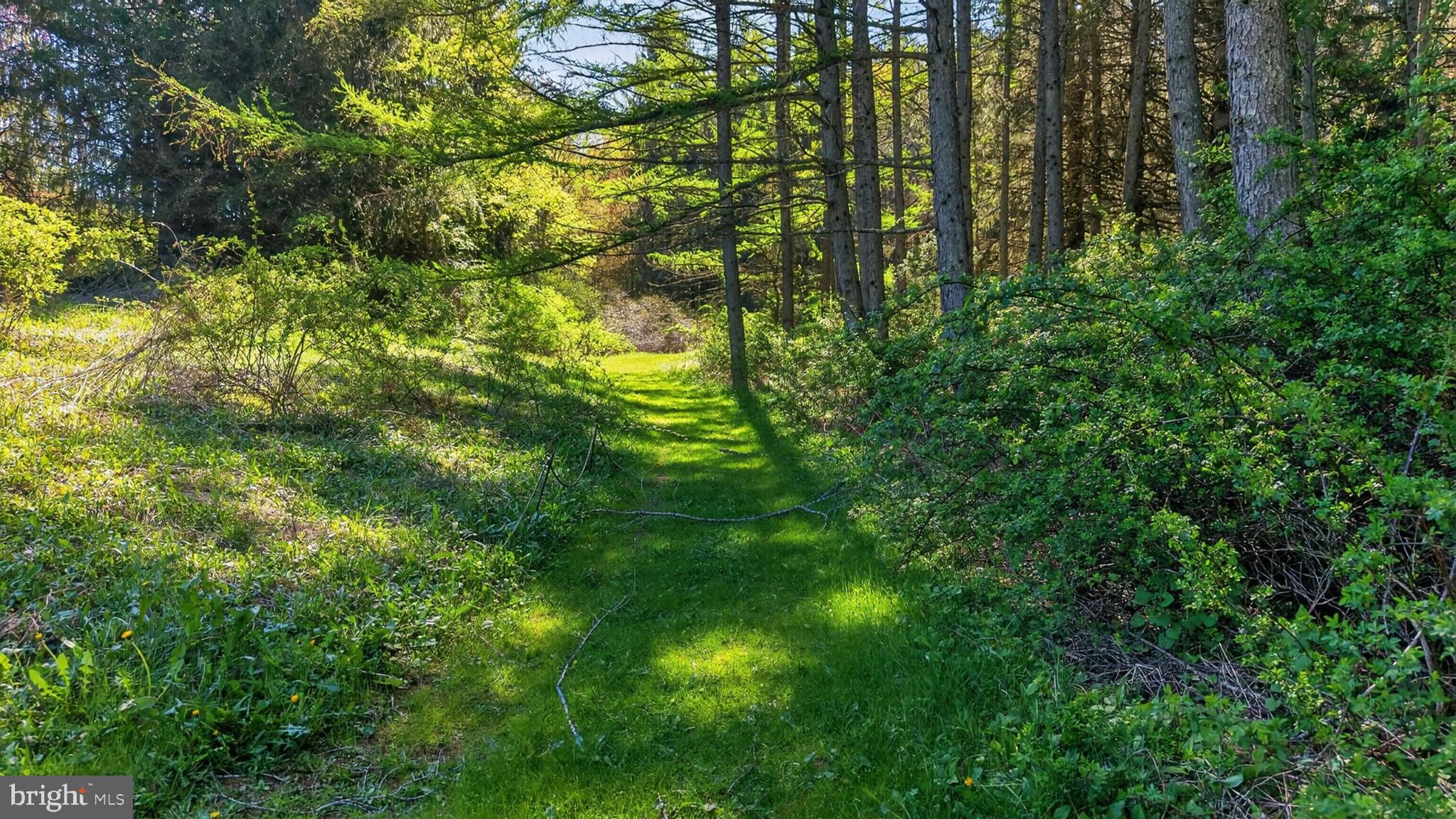 259 A A-Frame Road Coudersport, PA 16915 - Photo 103 of 130 Serene path through lush greenery.