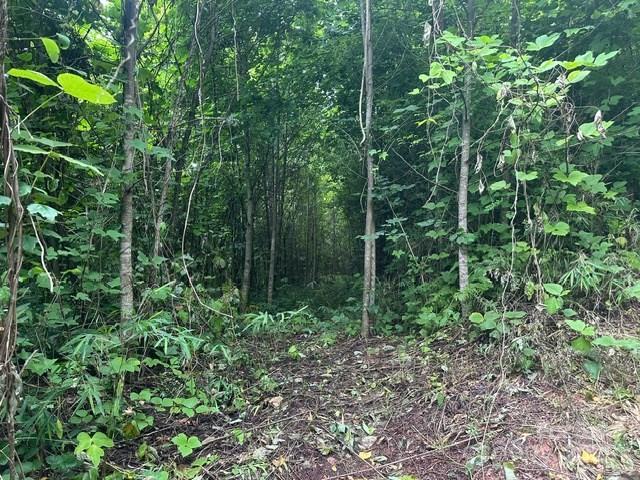 0 Cope Creek Road Sylva, NC 28779 - Photo 6 of 10 a view of forest