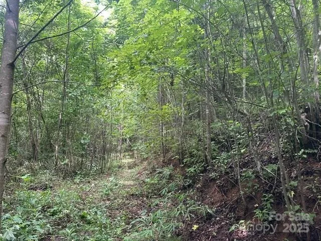 a view of a forest with a forest