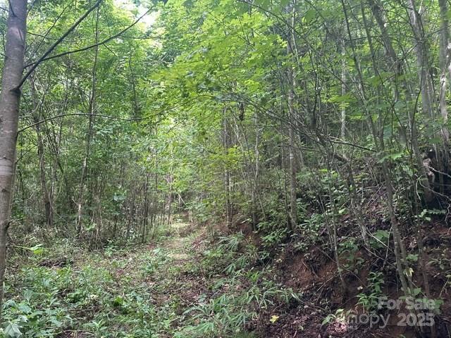 0 Cope Creek Road Sylva, NC 28779 - Photo 7 of 10 a view of a forest with a forest