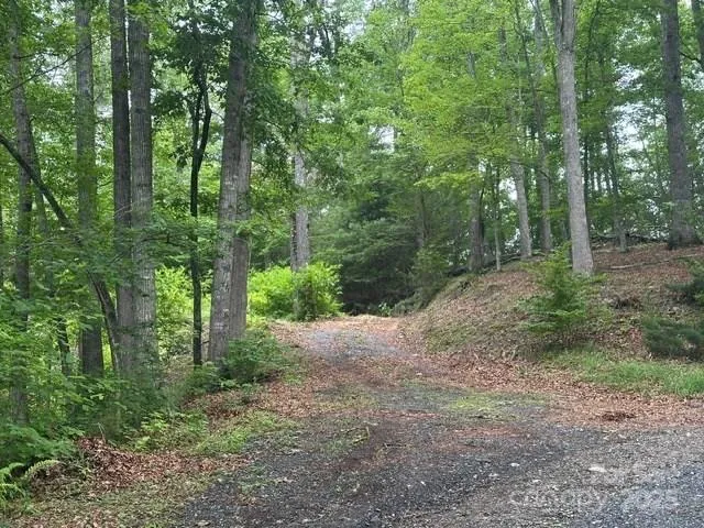 a view of a forest with trees in the background
