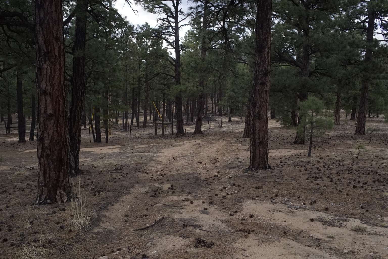 0 A015 County Road Mora, NM 87732 - Photo 25 of 40