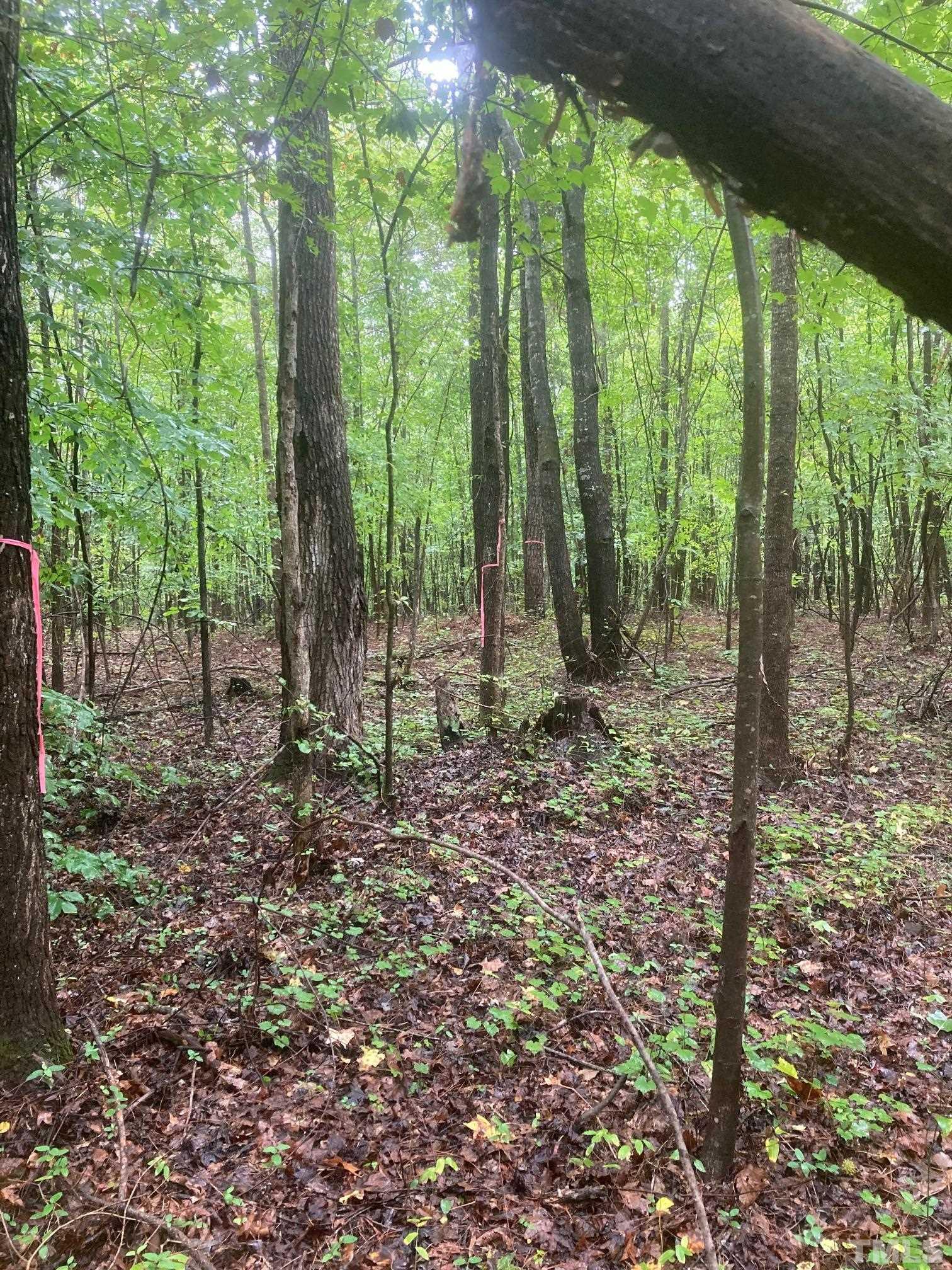 0 Fish Stallings Road Henderson, NC 27537 - Photo 5 of 7 a view of a forest with trees in the background