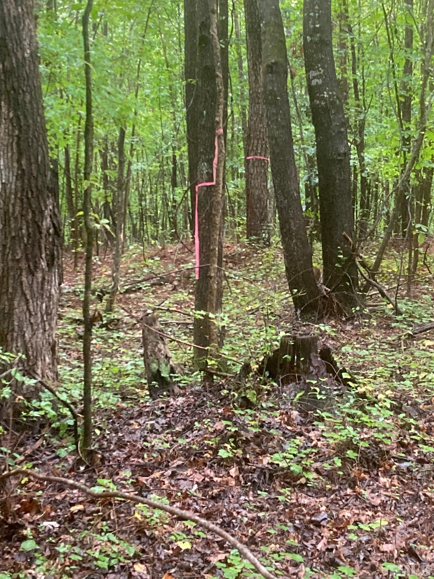 0 Fish Stallings Road Henderson, NC 27537 - Photo 6 of 7 a view of outdoor space with trees