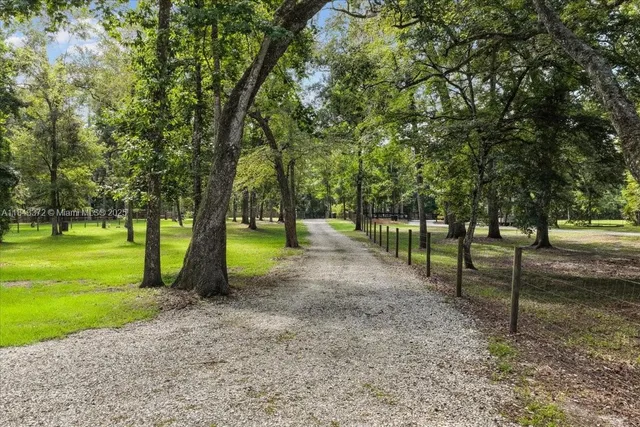 a view of a park with large trees