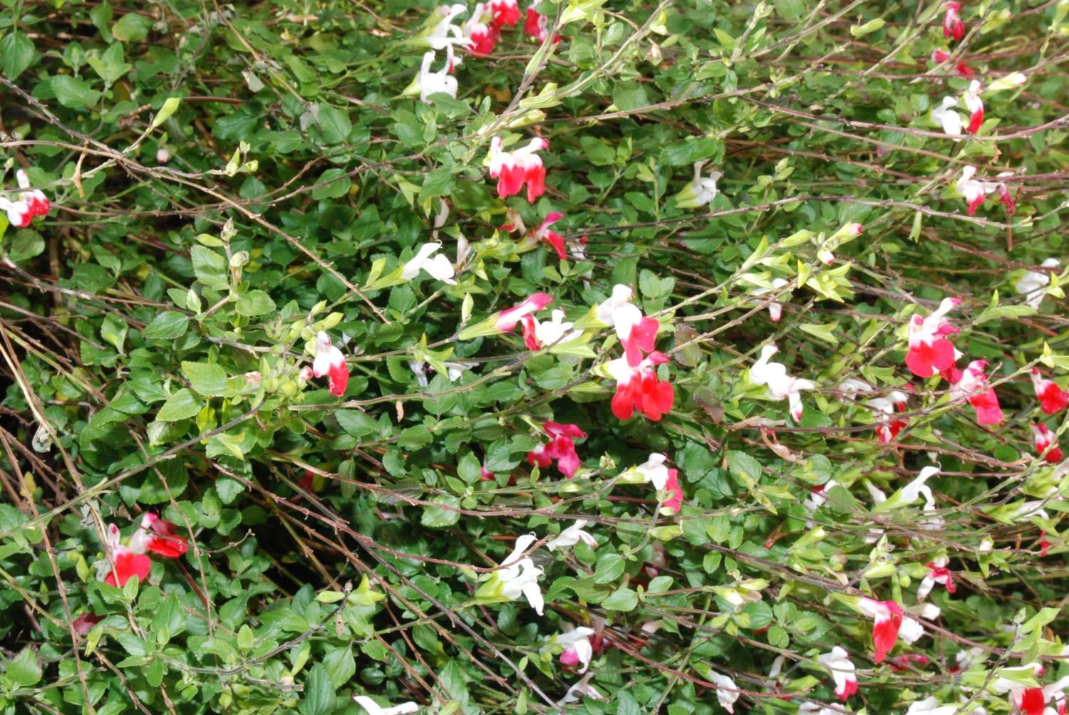 16153 Indian Springs Road Penn Valley, CA 95946 - Photo 8 of 64