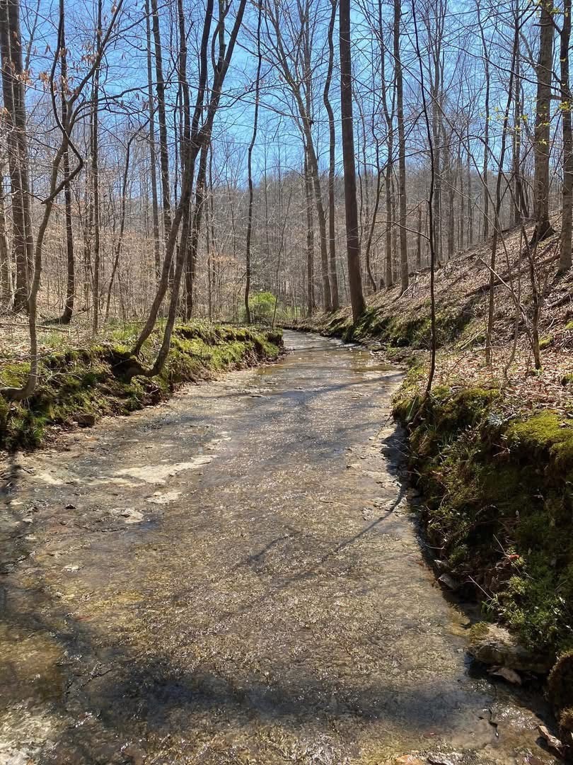 0 Barnhill Road Primm Springs, TN 38476 - Photo 11 of 13 a view of a backyard of the house