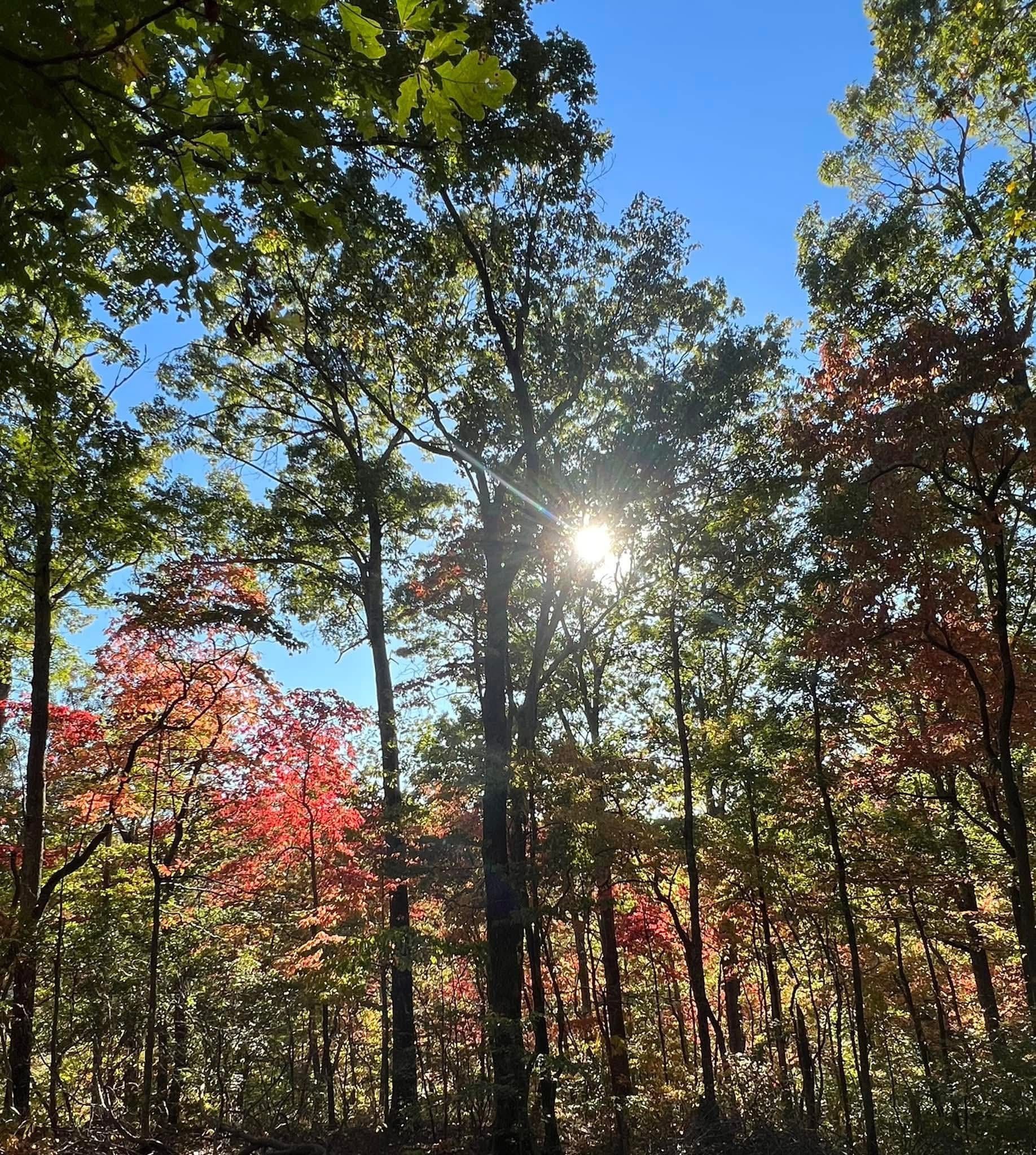 0 Barnhill Road Primm Springs, TN 38476 - Photo 13 of 13 a picture of tree