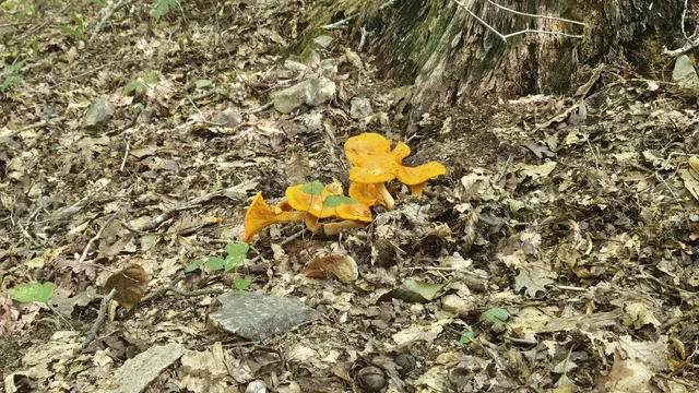 $625,000 | 0 Barnhill Road, Primm Springs, TN 38476