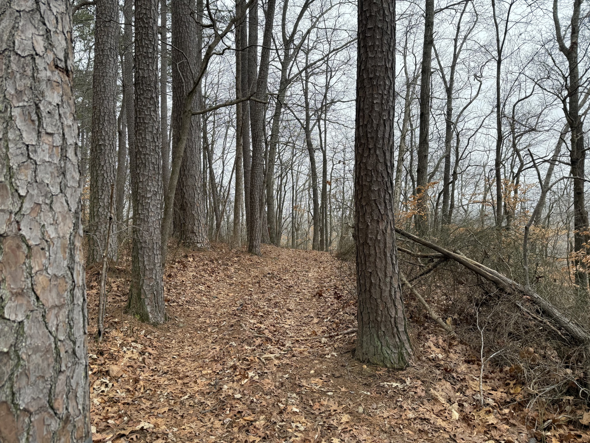 0 Barnhill Road Primm Springs, TN 38476 - Photo 9 of 13 a view of a forest filled with trees