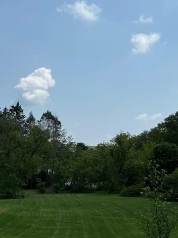 a view of a garden with plants and large trees