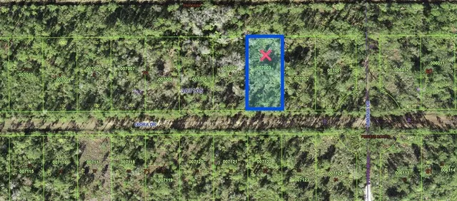 a close up of a plant in a garden