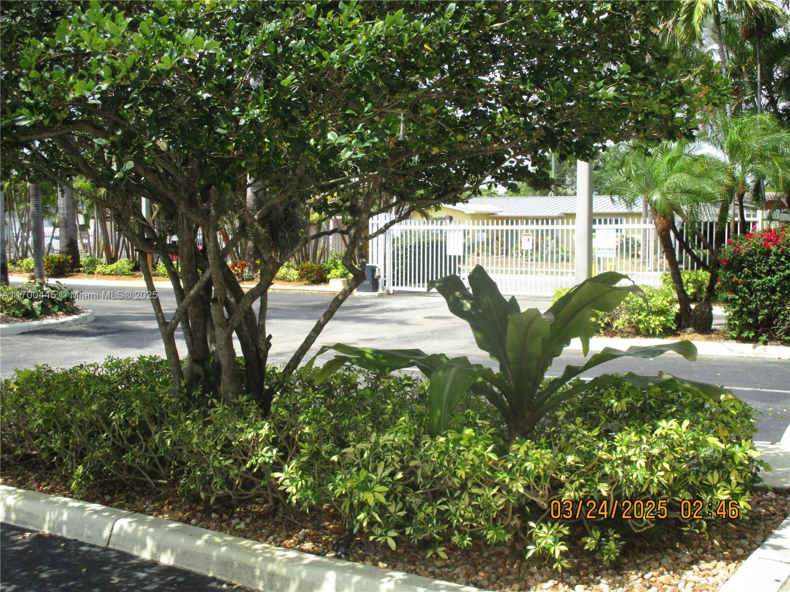 4802 Washington Street, Unit 2 Hollywood, FL 33021 - Photo 2 of 24 a view of a garden with plants and large trees