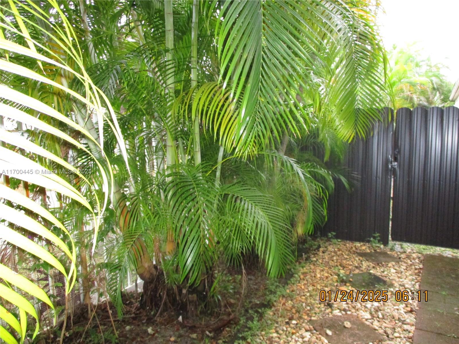 4802 Washington Street, Unit 2 Hollywood, FL 33021 - Photo 6 of 24 a close up of a plant in a garden