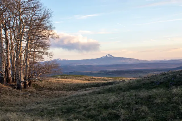 a view of a lush green field