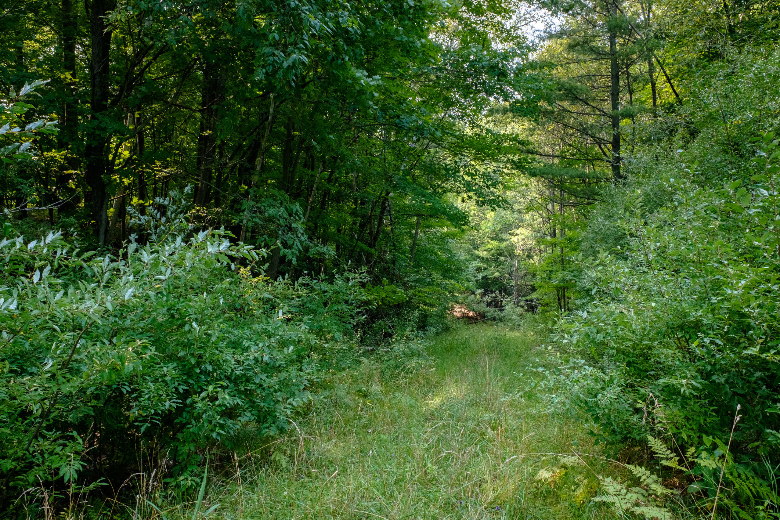 Miller Road Manistee, MI 49660 - Photo 13 of 75 Miller_Rd_East-13