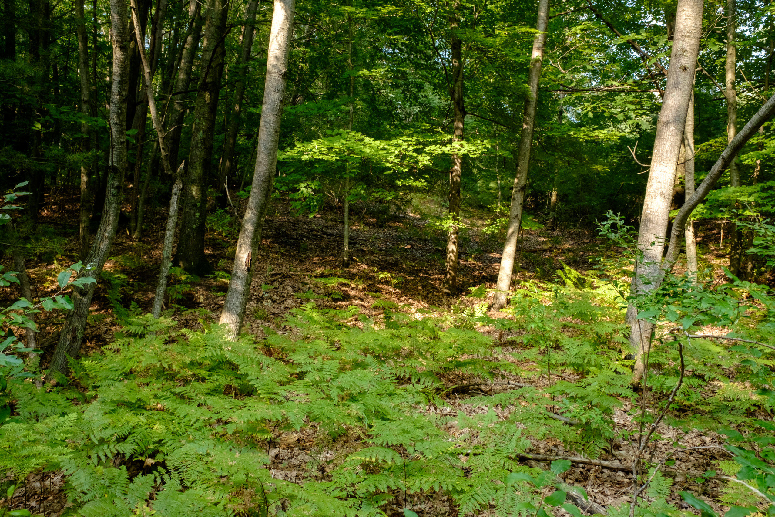 Miller Road Manistee, MI 49660 - Photo 16 of 75 Miller_Rd_East-16