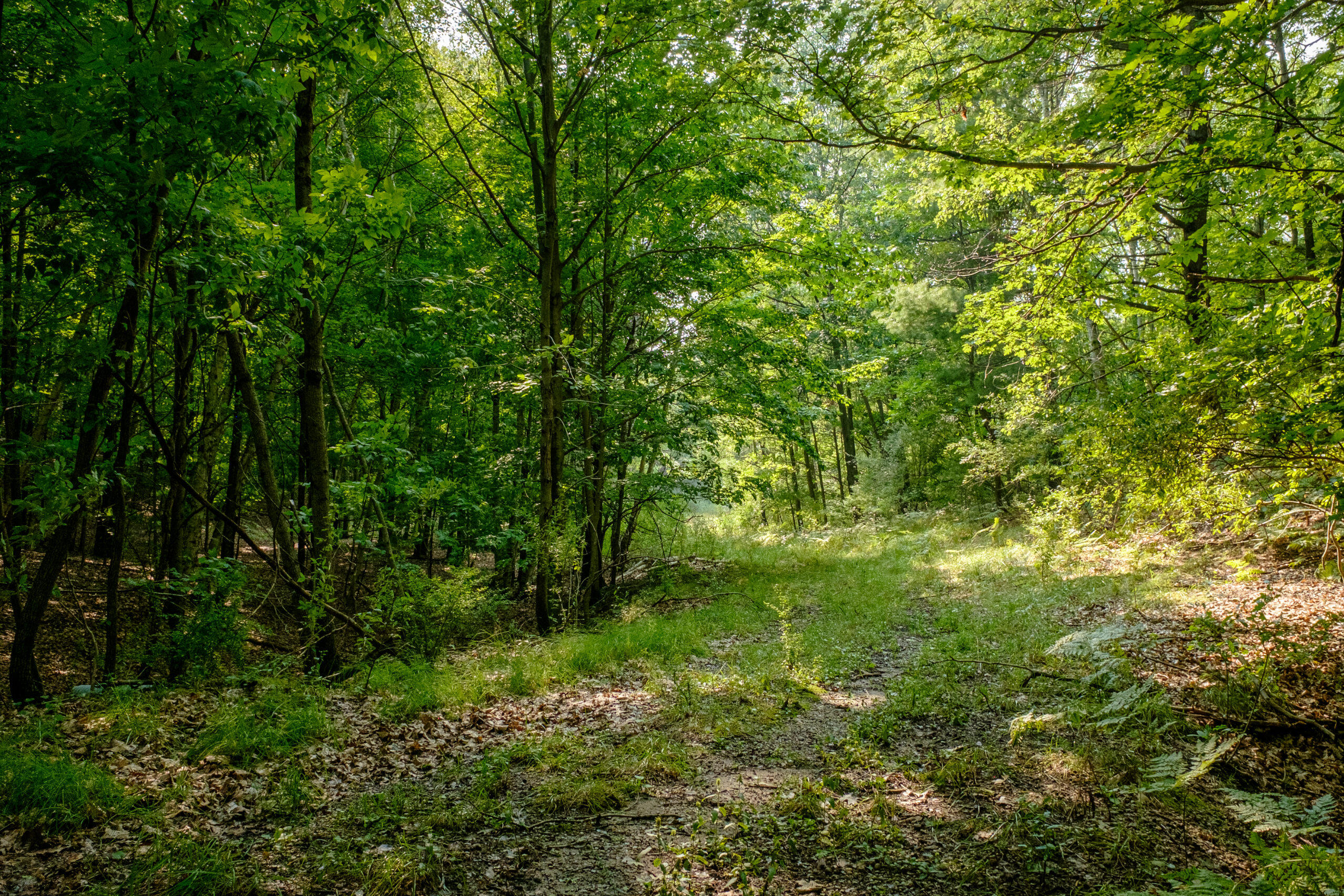 Miller Road Manistee, MI 49660 - Photo 18 of 75 Miller_Rd_East-18