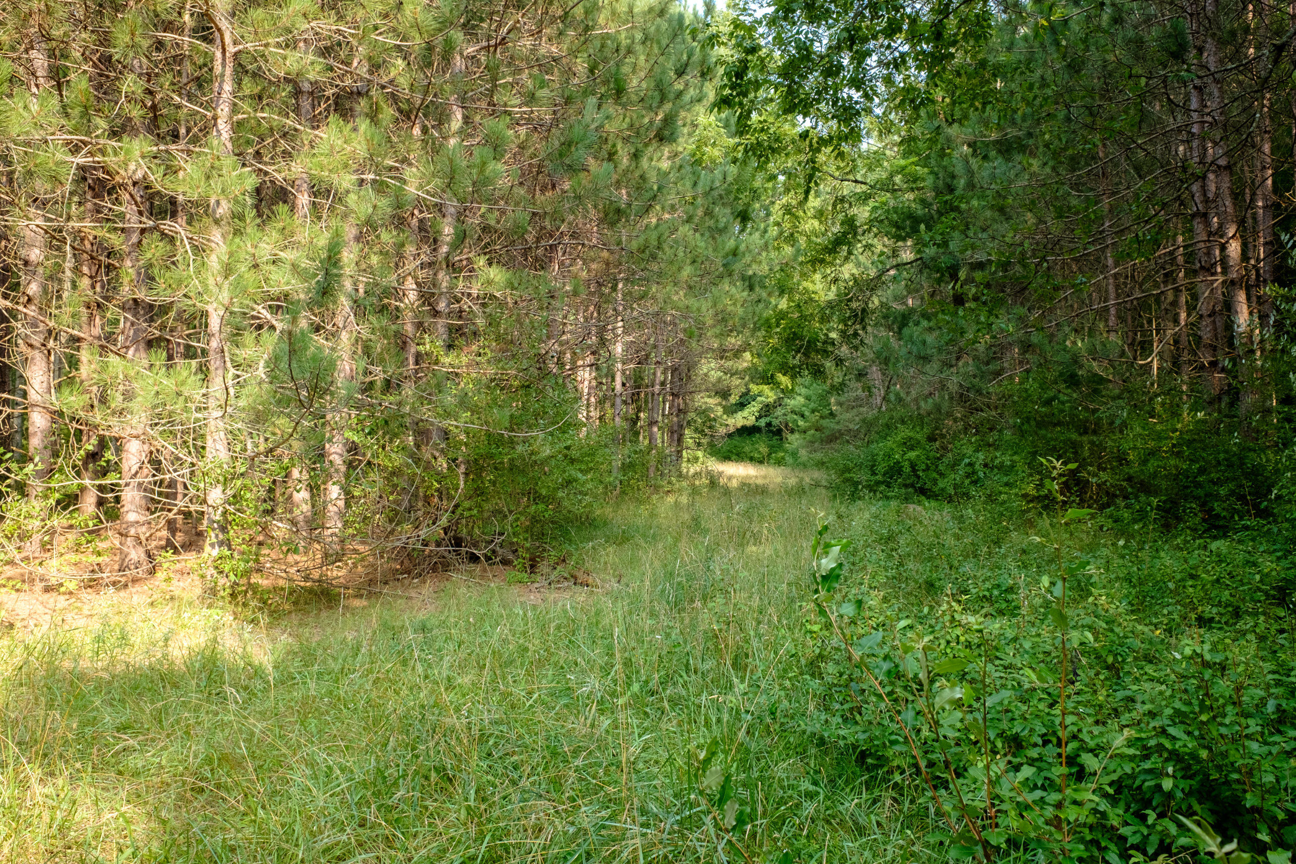 Miller Road Manistee, MI 49660 - Photo 23 of 75 Miller_Rd_East-23