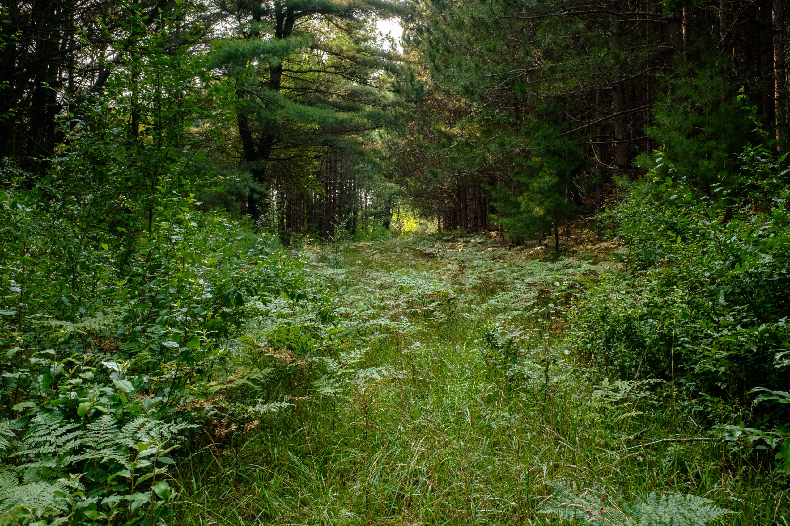Miller Road Manistee, MI 49660 - Photo 25 of 75 Miller_Rd_East-25
