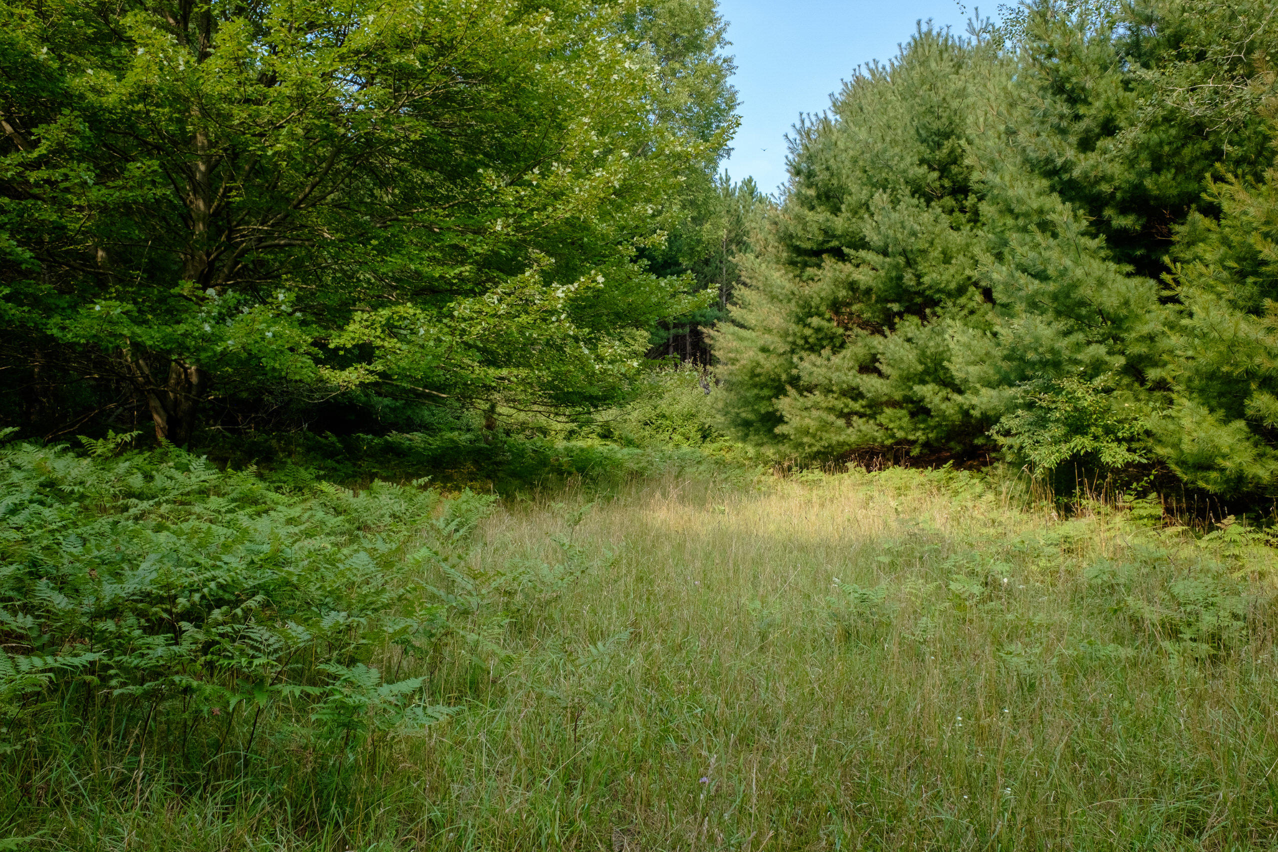 Miller Road Manistee, MI 49660 - Photo 42 of 75 Miller_Rd_West-04