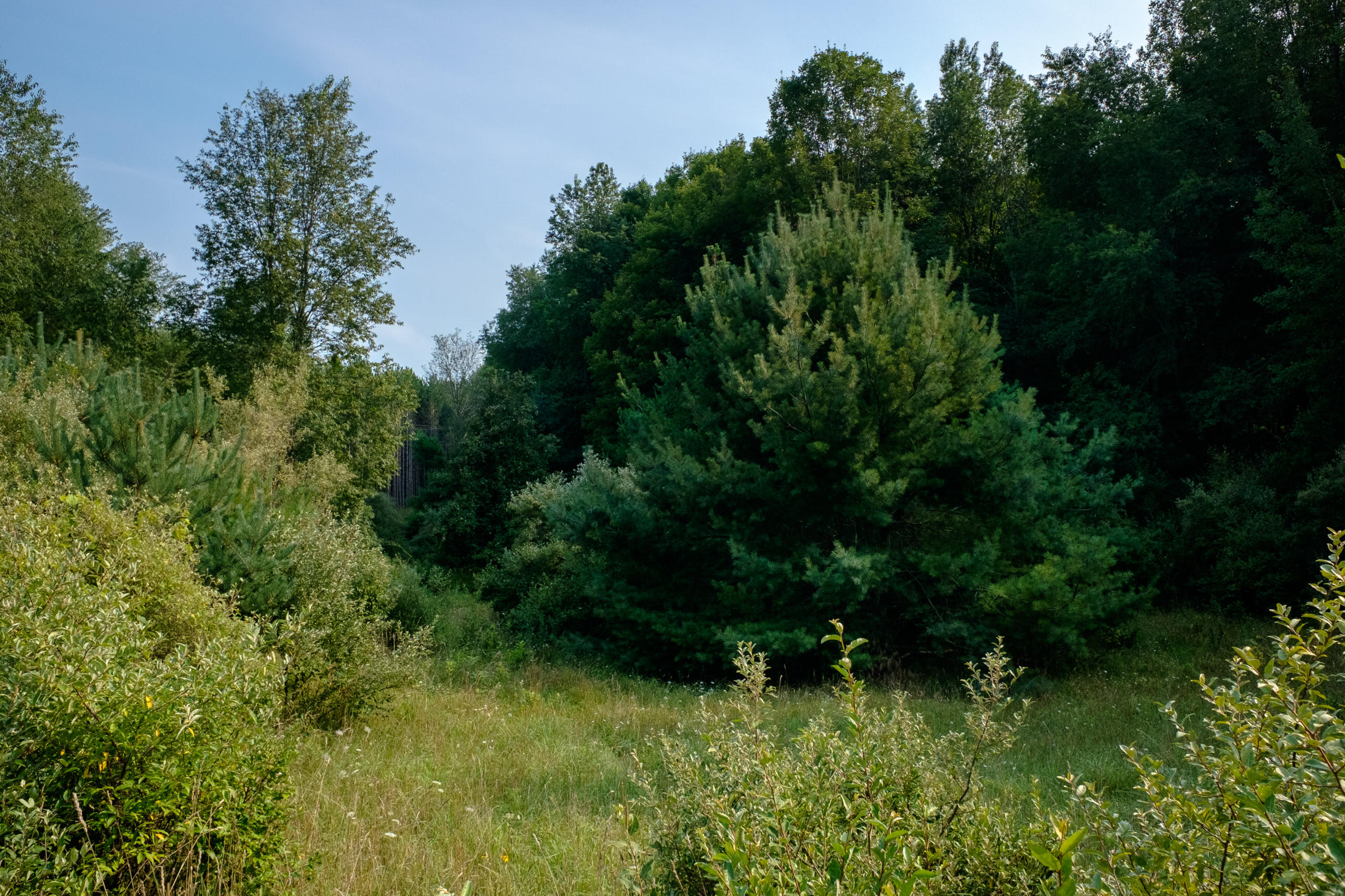Miller Road Manistee, MI 49660 - Photo 5 of 75 Miller_Rd_East-05