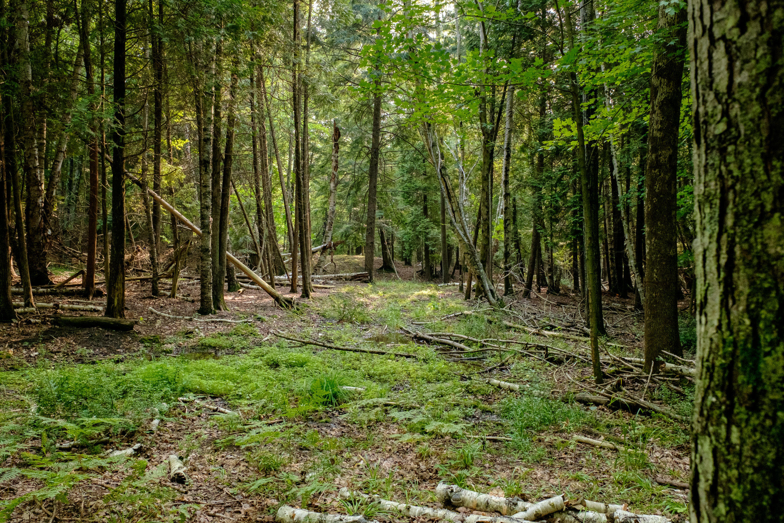 Miller Road Manistee, MI 49660 - Photo 51 of 75 Miller_Rd_West-13