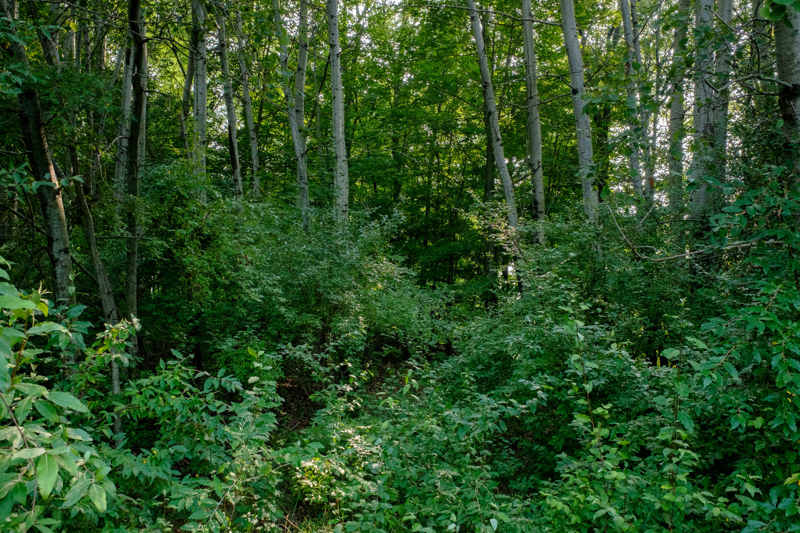 Miller Road Manistee, MI 49660 - Photo 6 of 75 Miller_Rd_East-10