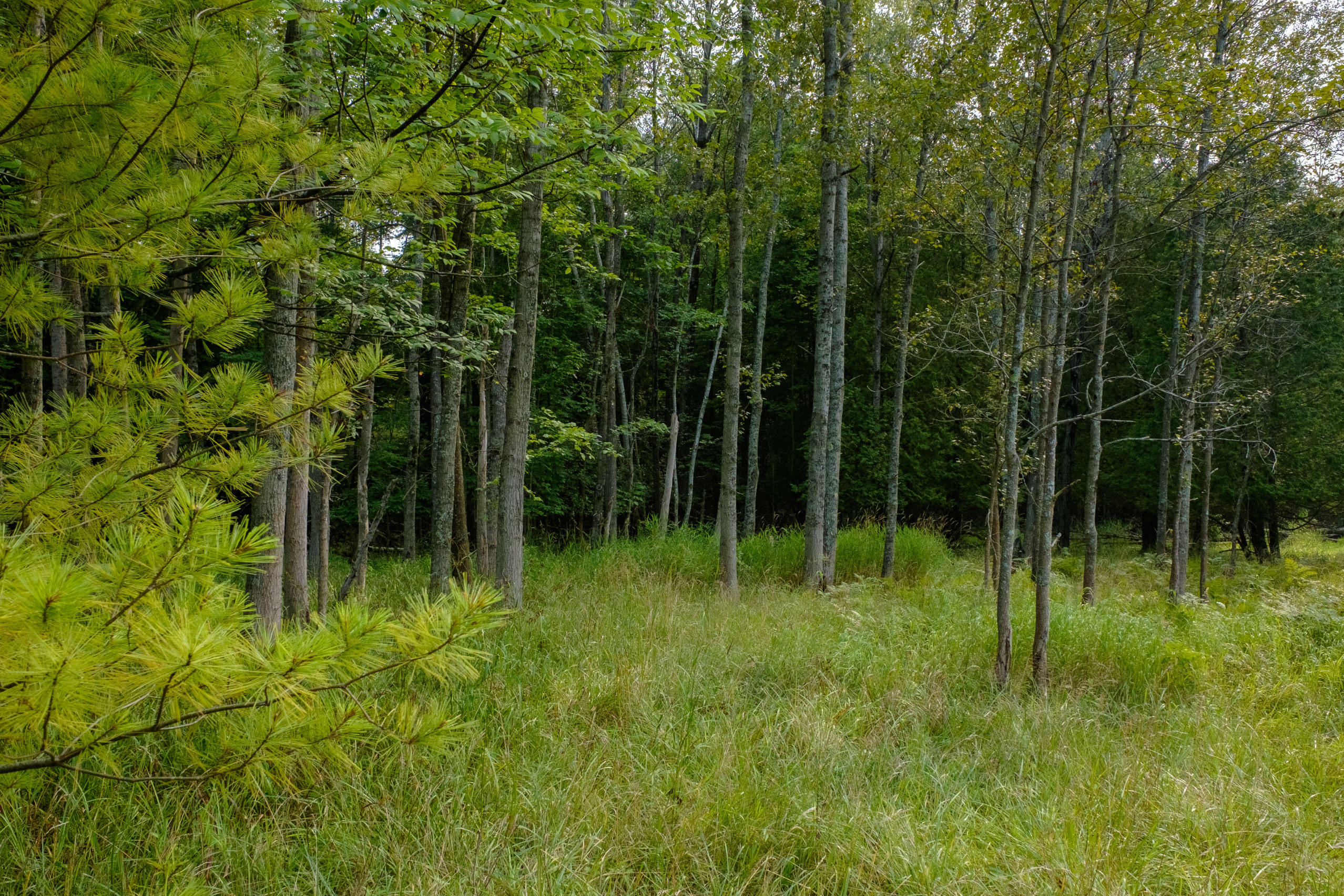 Miller Road Manistee, MI 49660 - Photo 61 of 75 Miller_Rd_West-23
