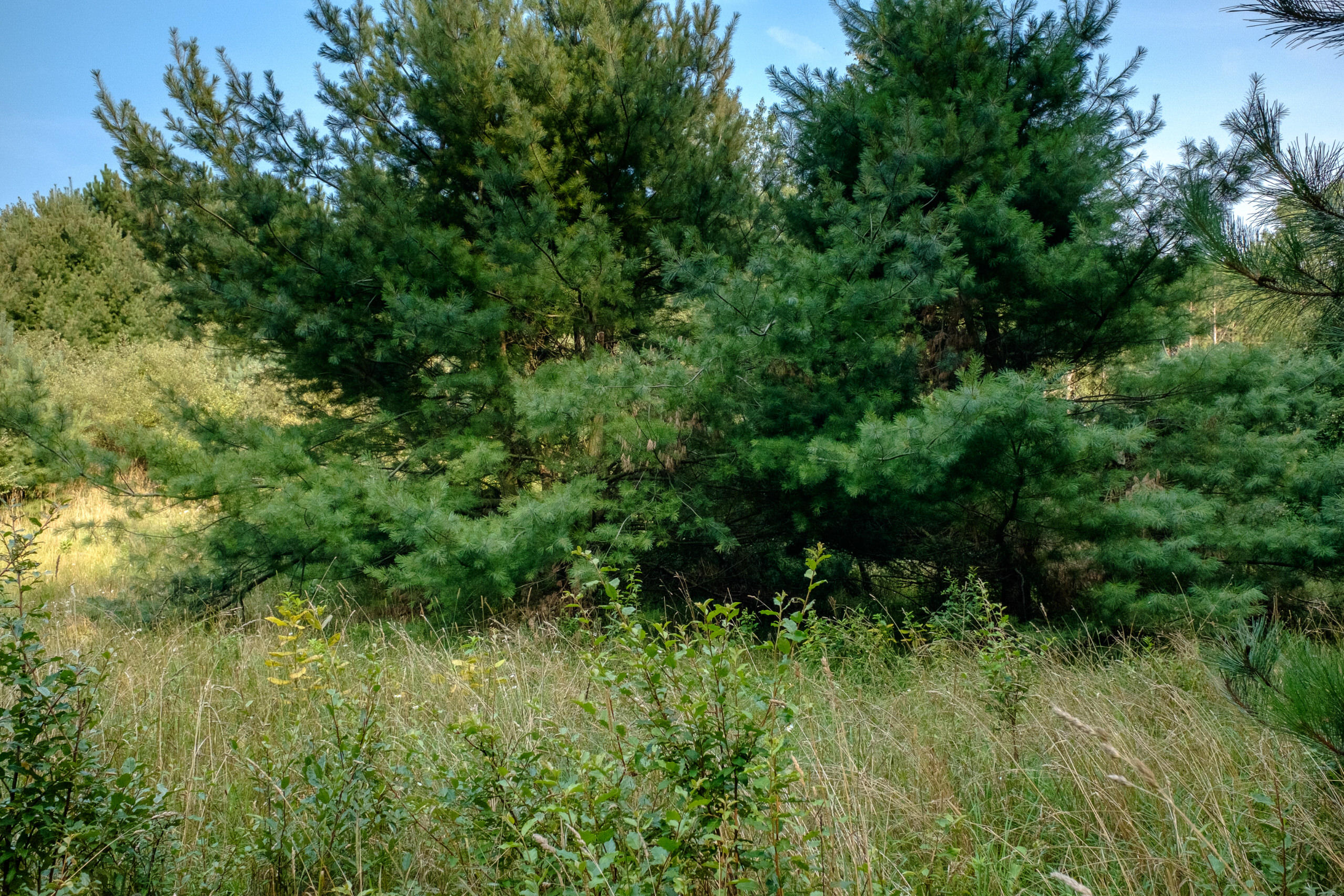 Miller Road Manistee, MI 49660 - Photo 8 of 75 Miller_Rd_East-08