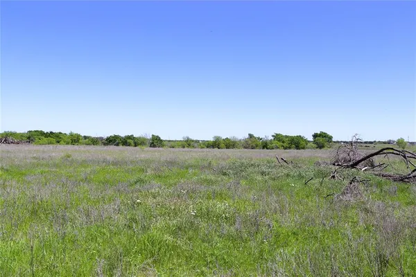 a view of a forest with a tree