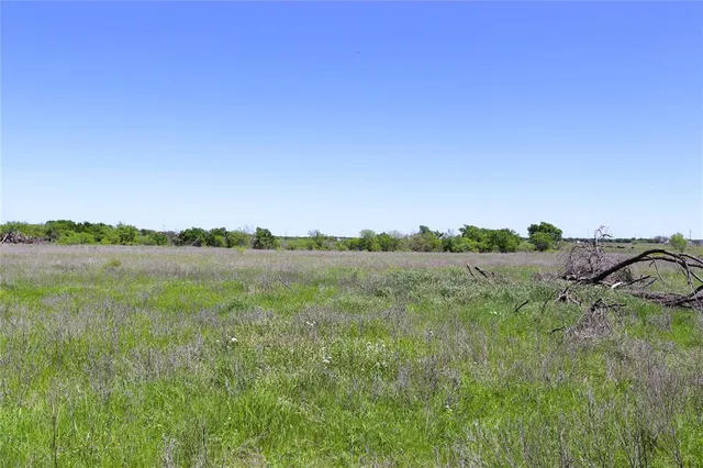a view of a forest with a tree