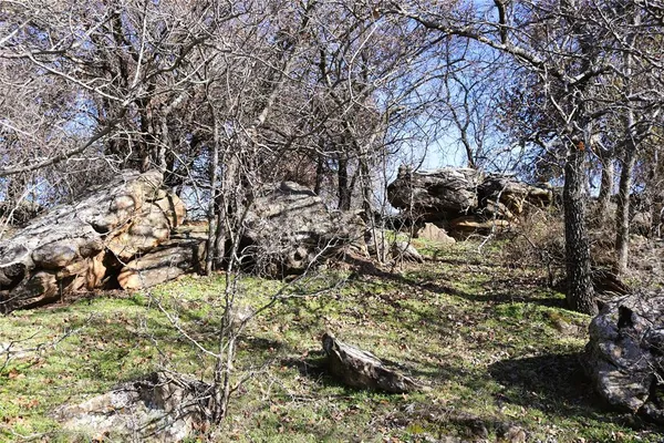 a view of a yard with large trees