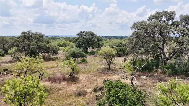a view of a yard with plants and trees