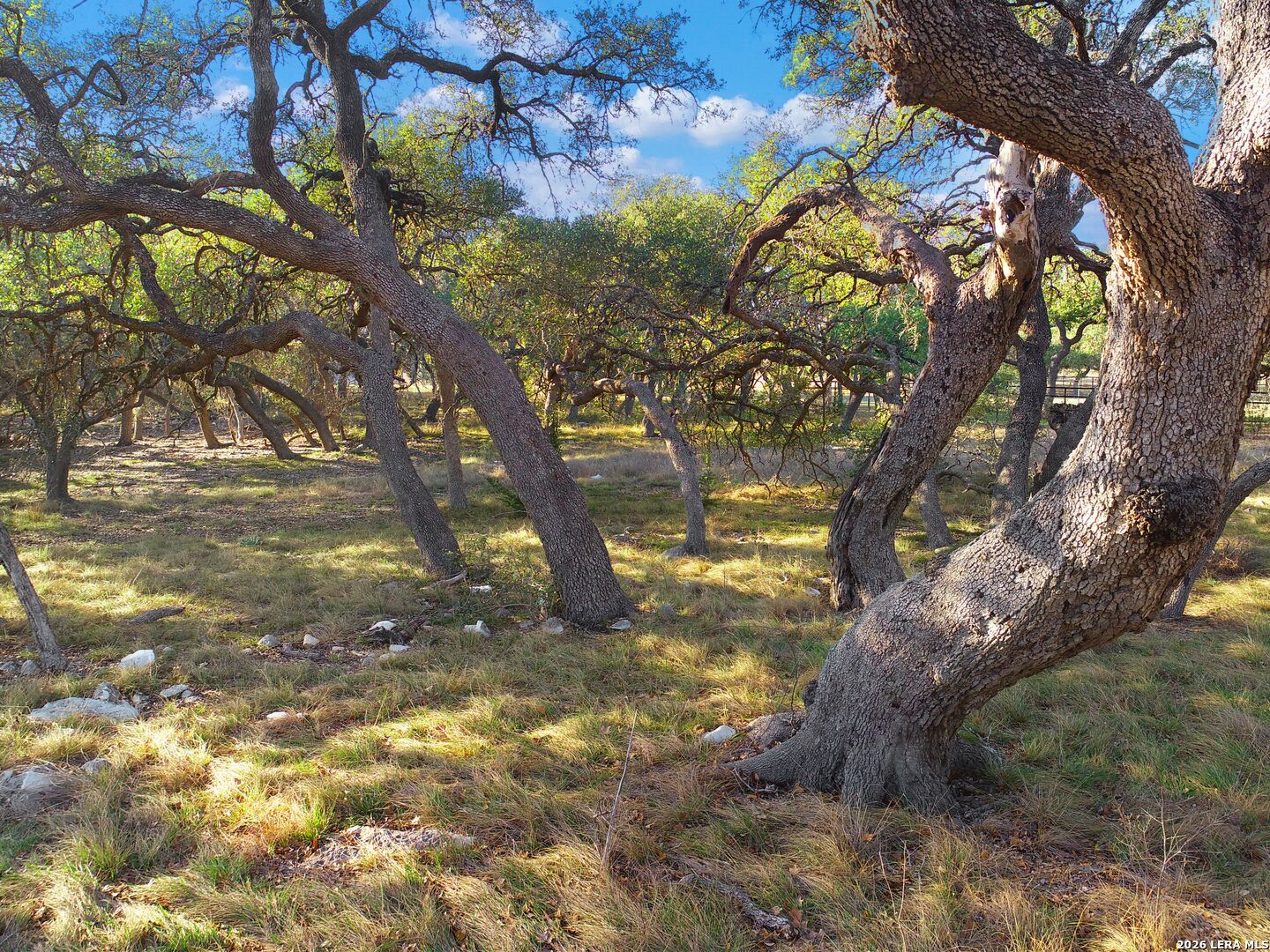 942 Maximino Rdg Road Bulverde, TX 78163 - Photo 7 of 13 a view of a tree