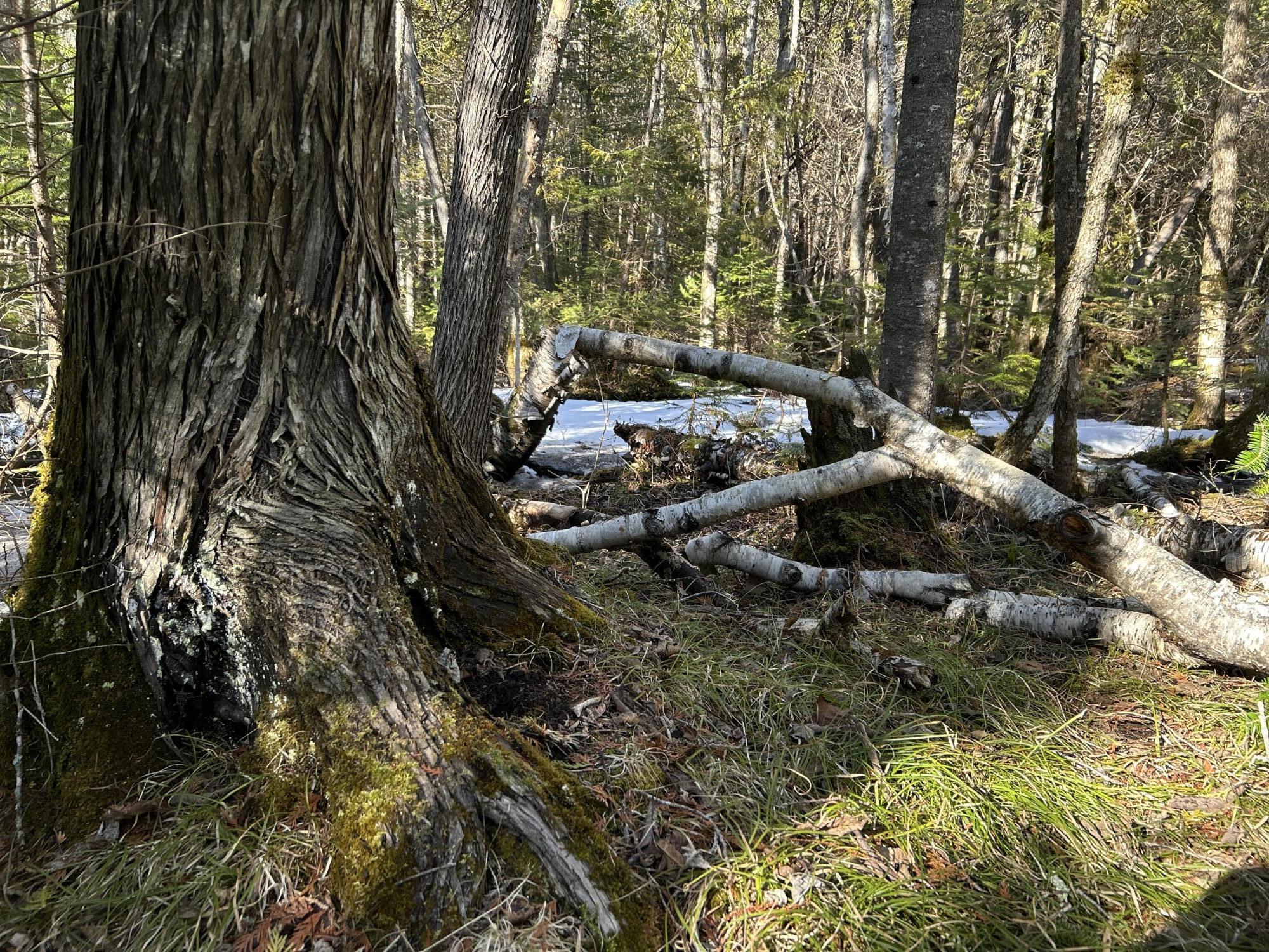 Map5-lot1 Silvers Mills Road Sangerville, ME 04479 - Photo 28 of 33