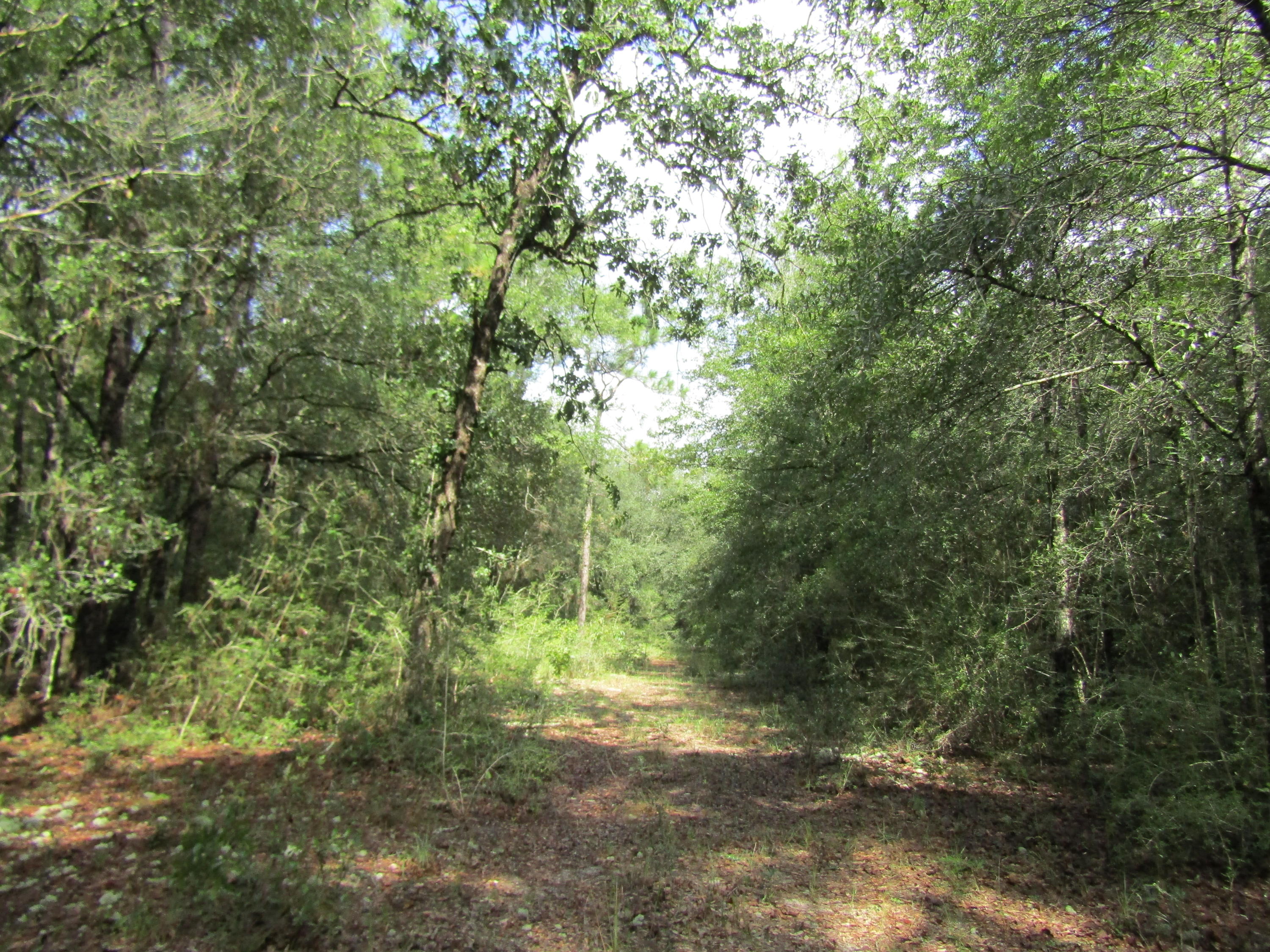 4.5-acres Martin Road DeFuniak Springs, FL 32433 - Photo 11 of 35 IMG_0519