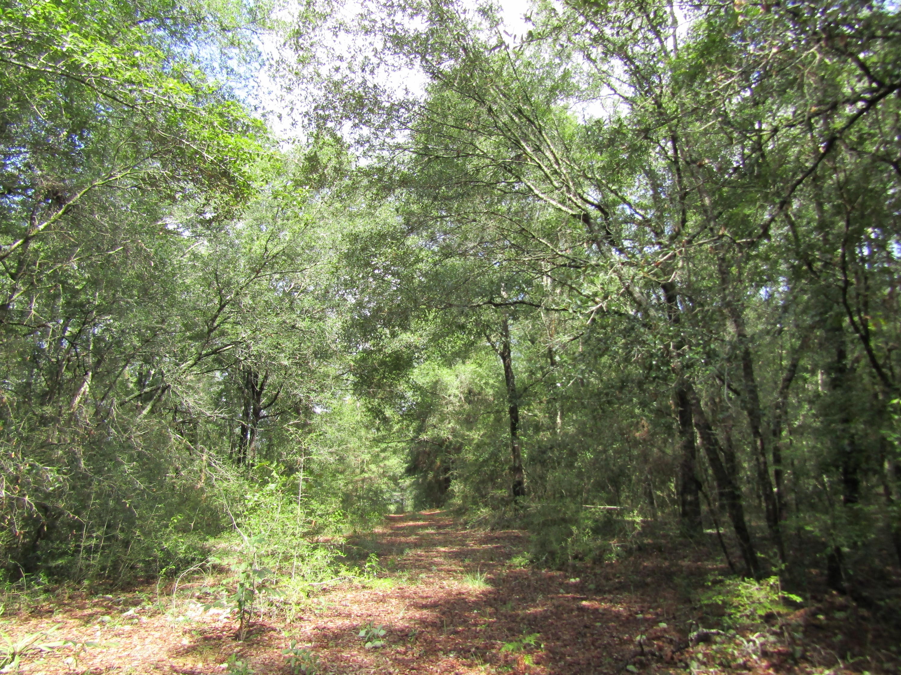 4.5-acres Martin Road DeFuniak Springs, FL 32433 - Photo 12 of 35 IMG_0520