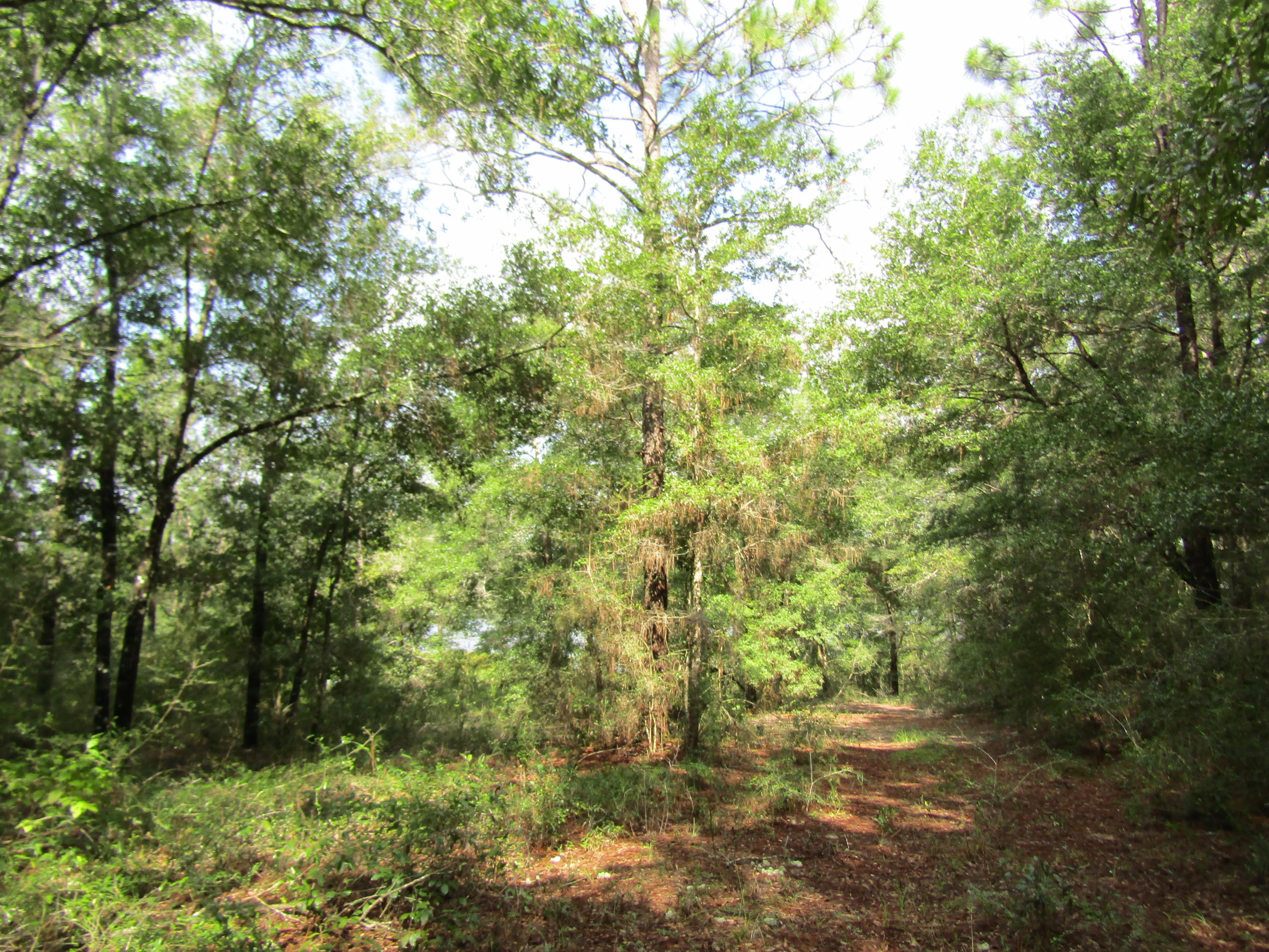 4.5-acres Martin Road DeFuniak Springs, FL 32433 - Photo 13 of 35 IMG_0521