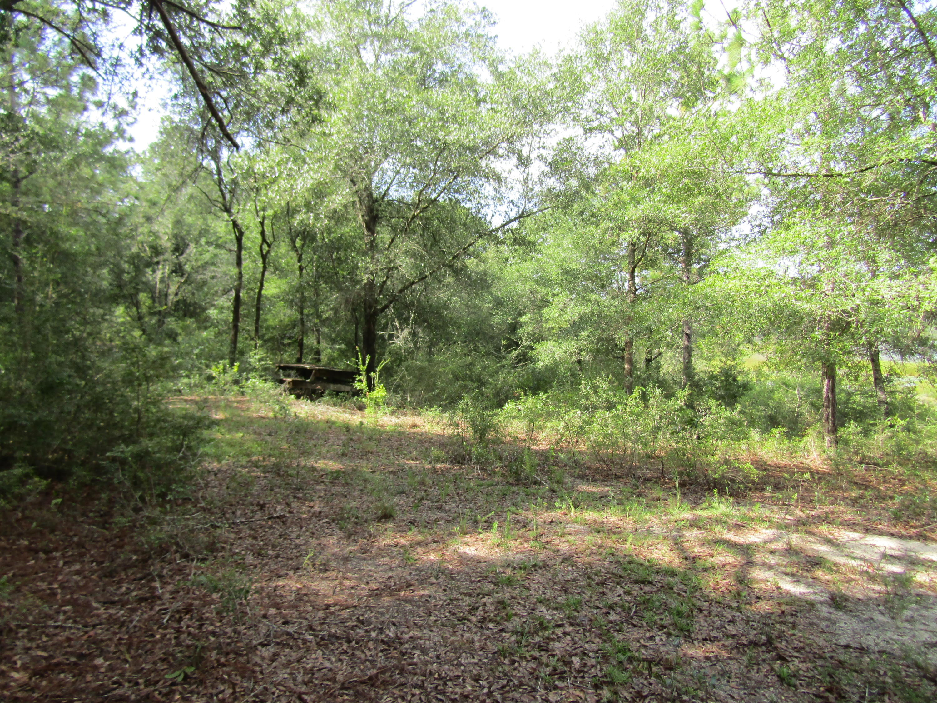 4.5-acres Martin Road DeFuniak Springs, FL 32433 - Photo 14 of 35 IMG_0522