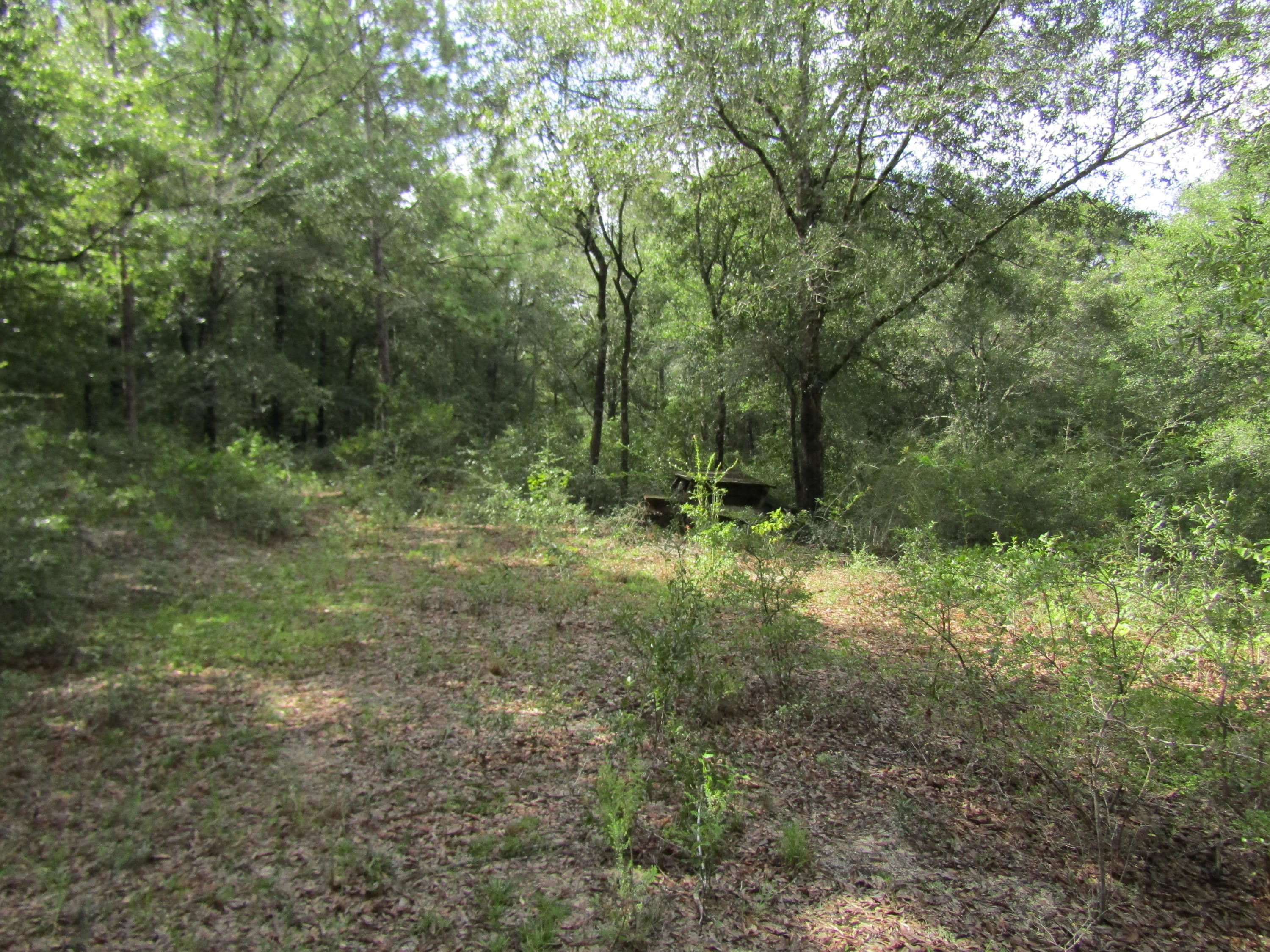 4.5-acres Martin Road DeFuniak Springs, FL 32433 - Photo 15 of 35 IMG_0523