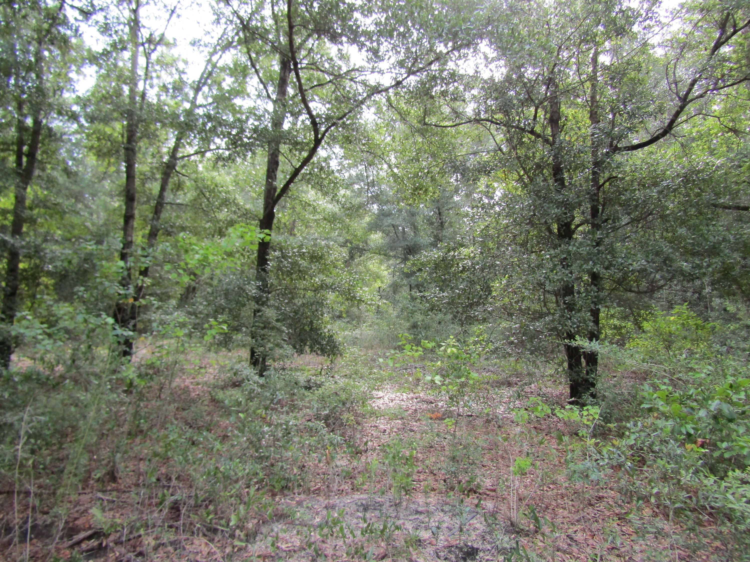 4.5-acres Martin Road DeFuniak Springs, FL 32433 - Photo 16 of 35 IMG_0524